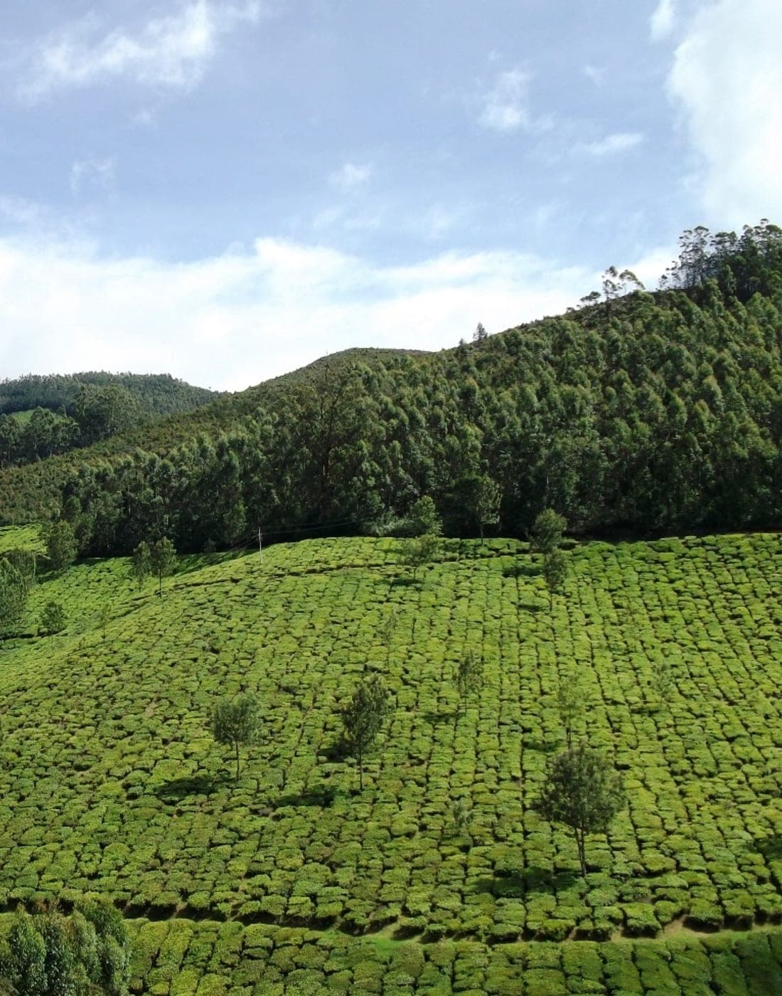 Tea estates and misty hills on the road up from Coimbatore