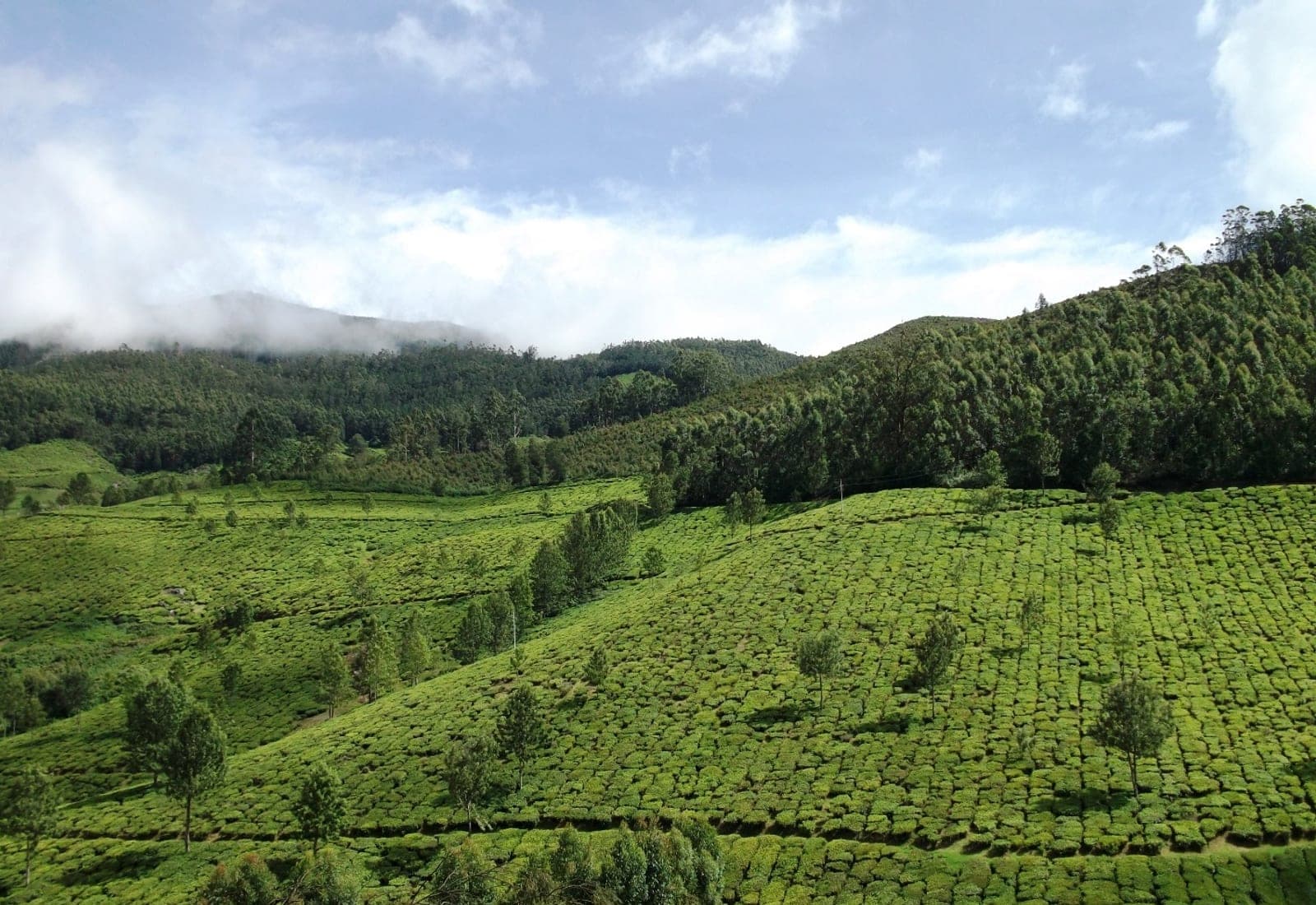 Hill road through tea estates on the way out of Coimbatore